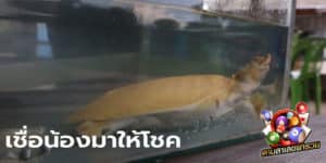 ข่าวหวย