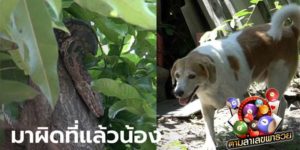 ข่าวหวย