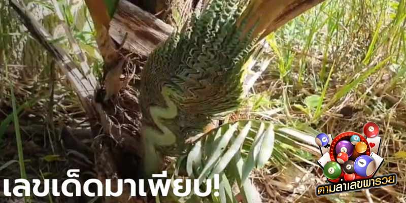 ข่าวหวย