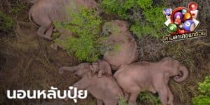 ข่าวหวย