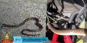 ข่าวหวย-อัพเดททุกวัน