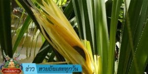ข่าวหวยอัพเดททุกวัน