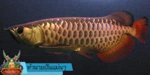 ทำนายฝันแม่นๆ