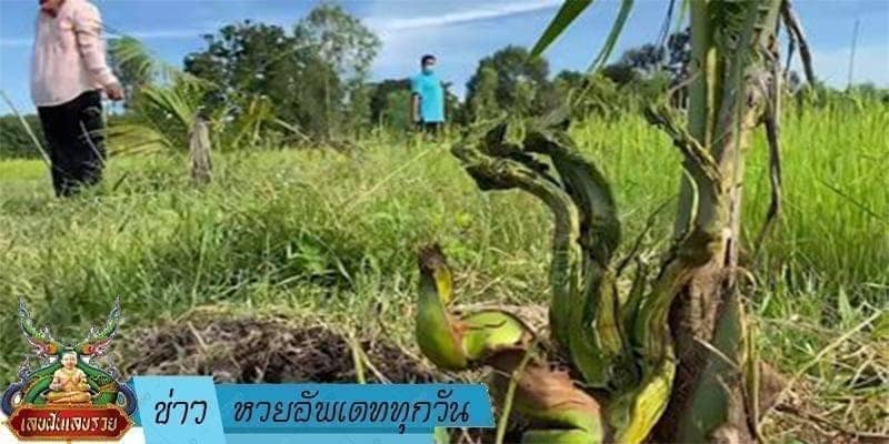 ข่าวหวย อัพเดททุกวัน