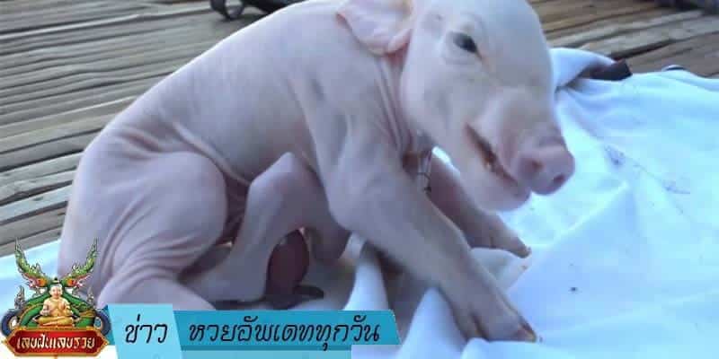  ข่าวหวย อัพเดททุกวัน 