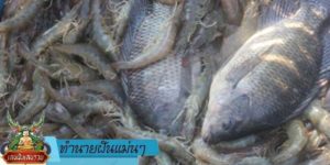 ทำนายฝัน แม่น ๆ