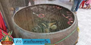 ข่าวหวย อัพเดททุกวัน