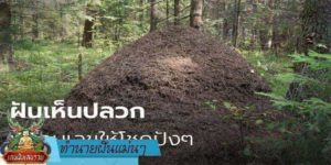 ทำนายฝัน แม่น ๆ