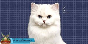 ทำนายฝัน แม่นๆ