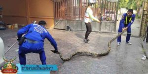 ทำนายฝัน แม่นๆ