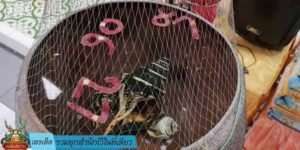 เลขเด็ด รวมทุกสำนักไว้ในที่เดียว