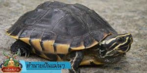 ทำนายฝัน แม่น ๆ